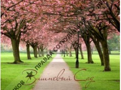 Всевложское земельное общество-120