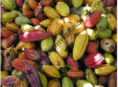 Cacao Cox, шоколад бар