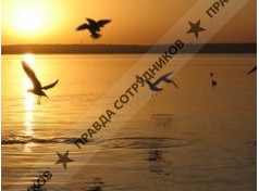 Картофельный папа