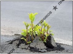 Потребительское общество Ирий Сад Санкт-Петербург