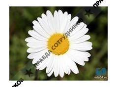 Алексеева Алина