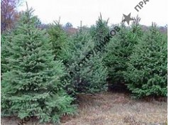 Шатунов Илья Андреевич (Багира)