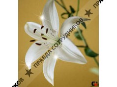 Белая Лилия, салон-парикмахерская