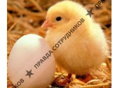 Птицефабрика Костромская