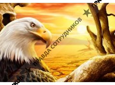 Белый Орлан