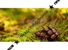 Малый Петербург 