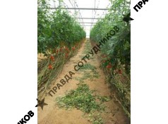 Фермерские Теплицы 