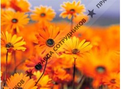 Красноярское агентство безопастности бизнеса 