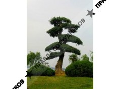 ПКН-Секвойя 