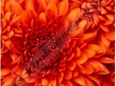 Кадровое агентство Наставник 