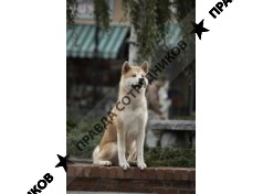 ООО Хатико