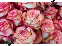 ИП Насакина Лидия Александровна