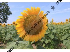 Доллежаль Н.Н.