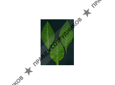 Велнесс Сэйдж (Wellness Sage Ltd)