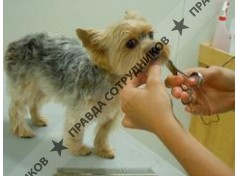 dog-spa&amp;Beauty-салон